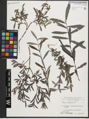 Foto von Salix purpurea L.
